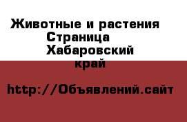  Животные и растения - Страница 42 . Хабаровский край